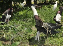  Animaux Oiseau du parc Paradisio en Belgique