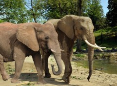  Animaux Deux lphants