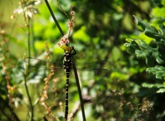  Animaux dragon fly