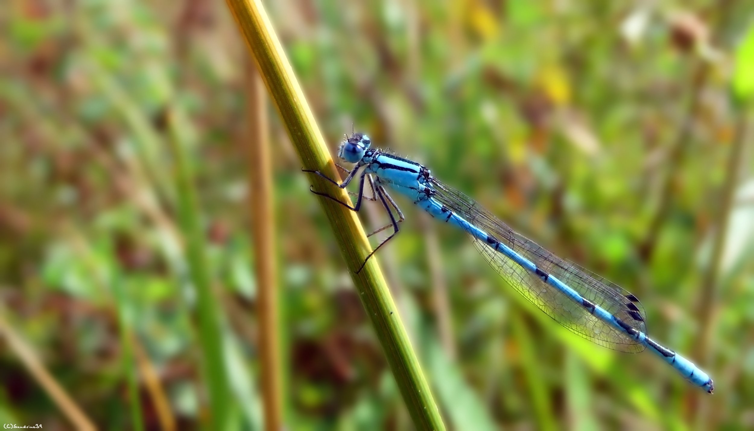 Fonds d'cran Animaux Insectes - Libellules Libellule