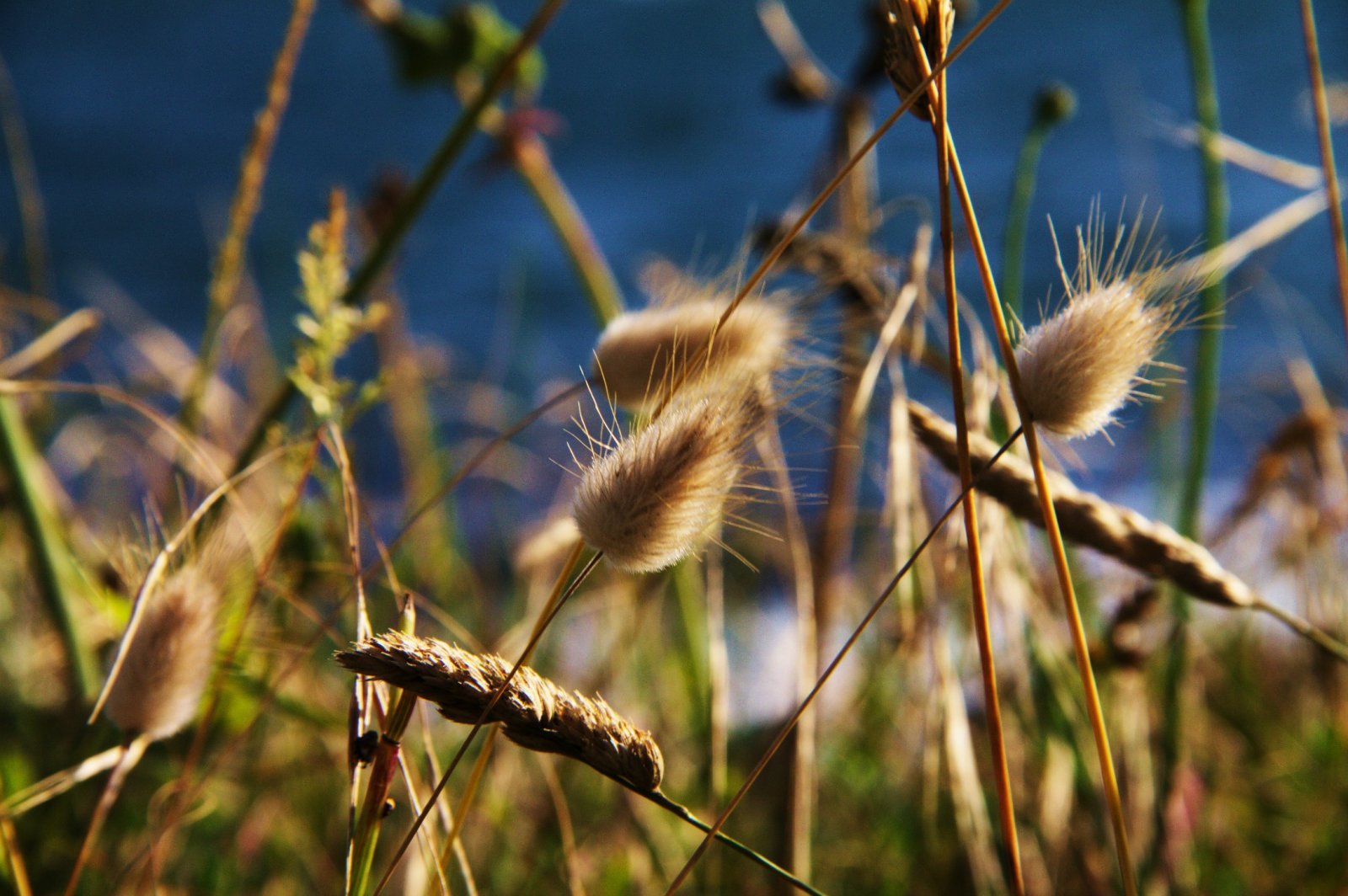 Fonds d'cran Nature Herbes chatons de plage