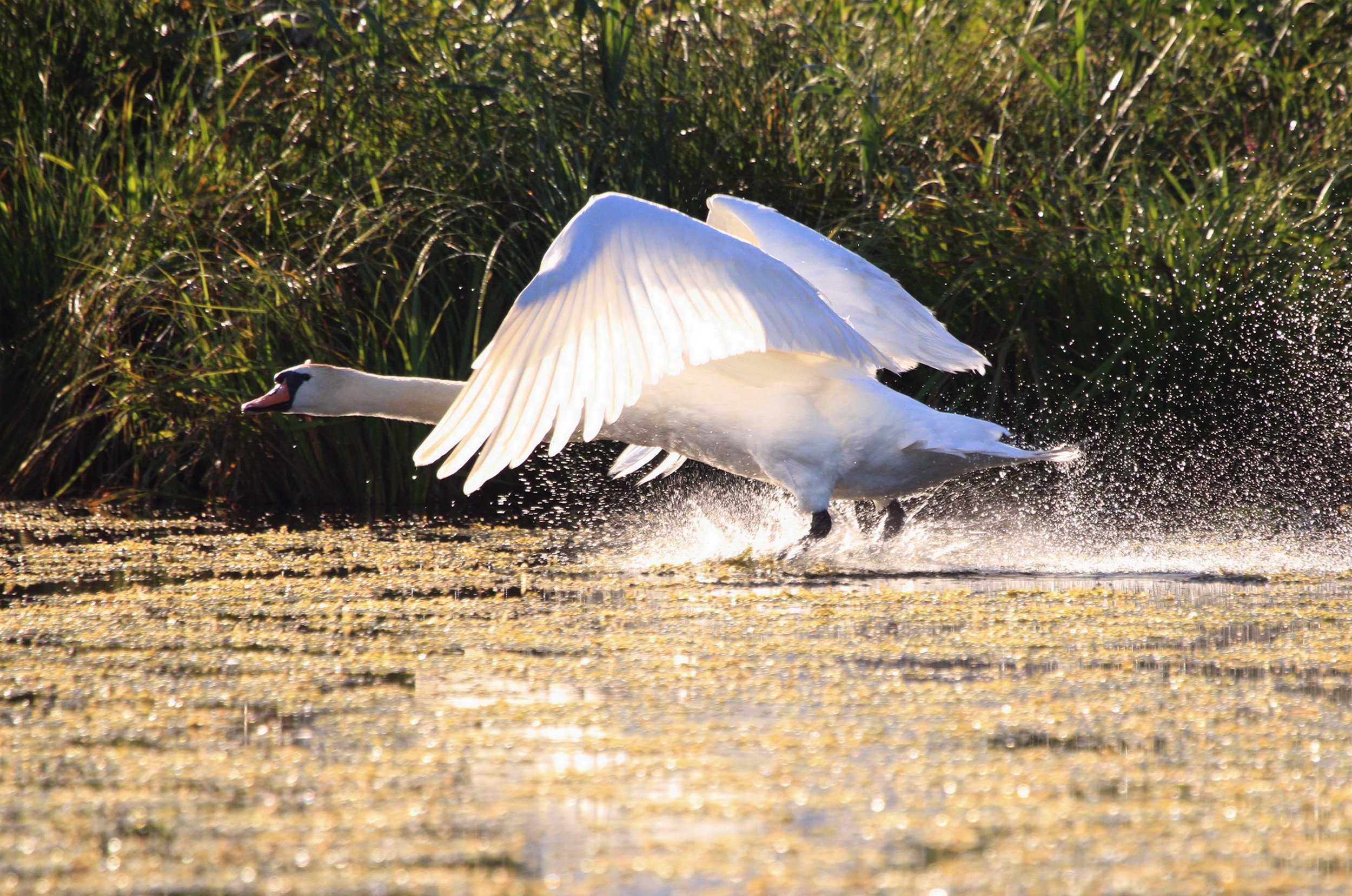 Wallpapers Animals Birds - Swans 