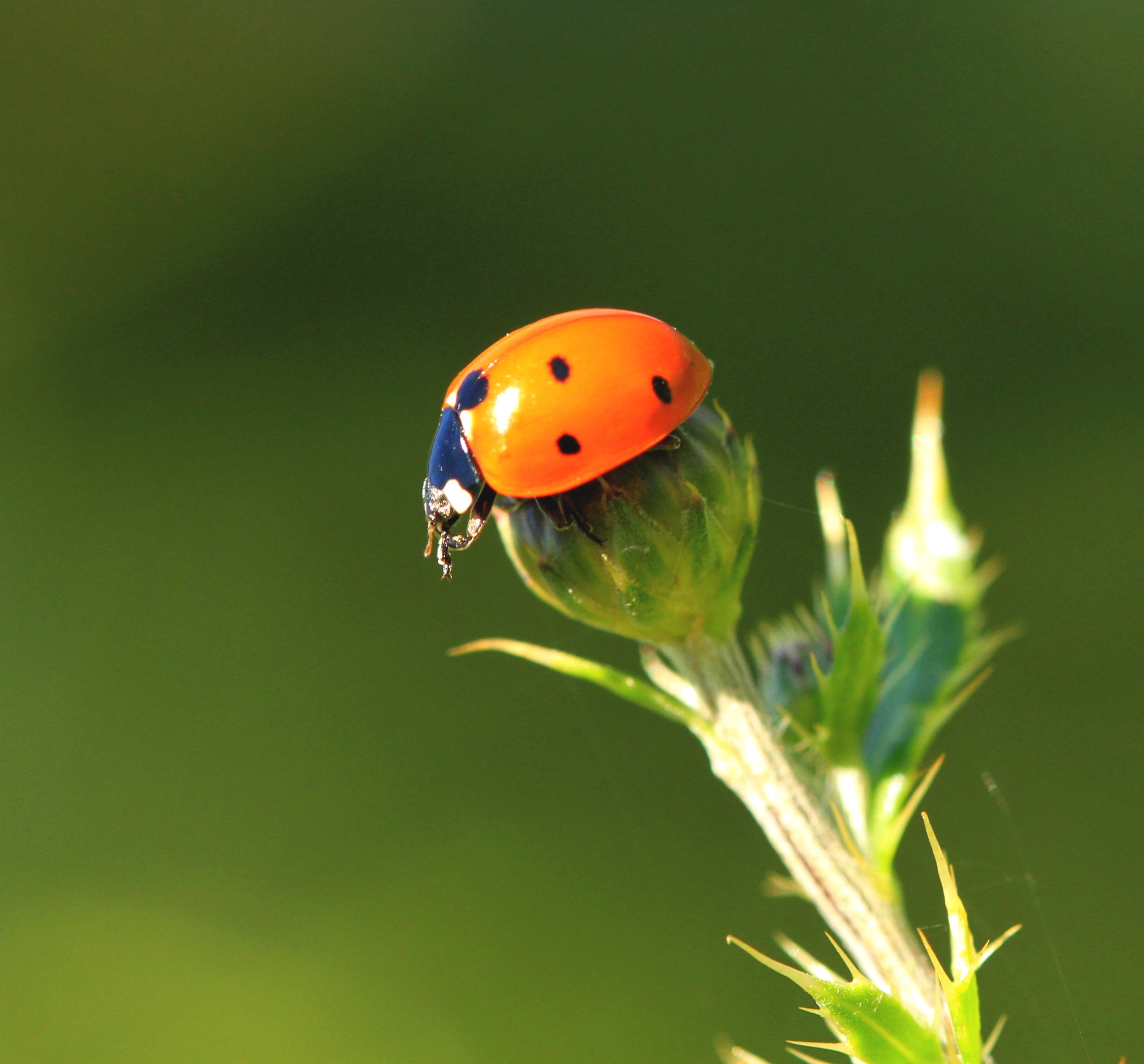 Fonds d'cran Animaux Insectes - Coccinelles 