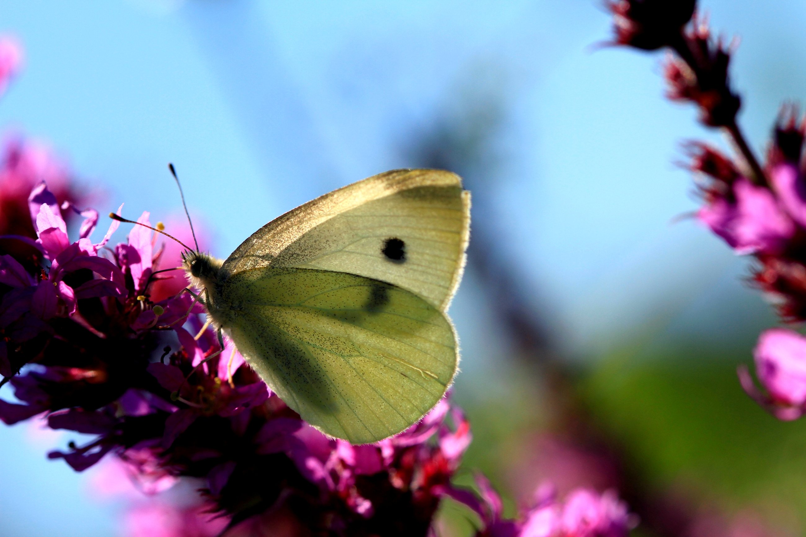 Wallpapers Animals Insects - Butterflies 