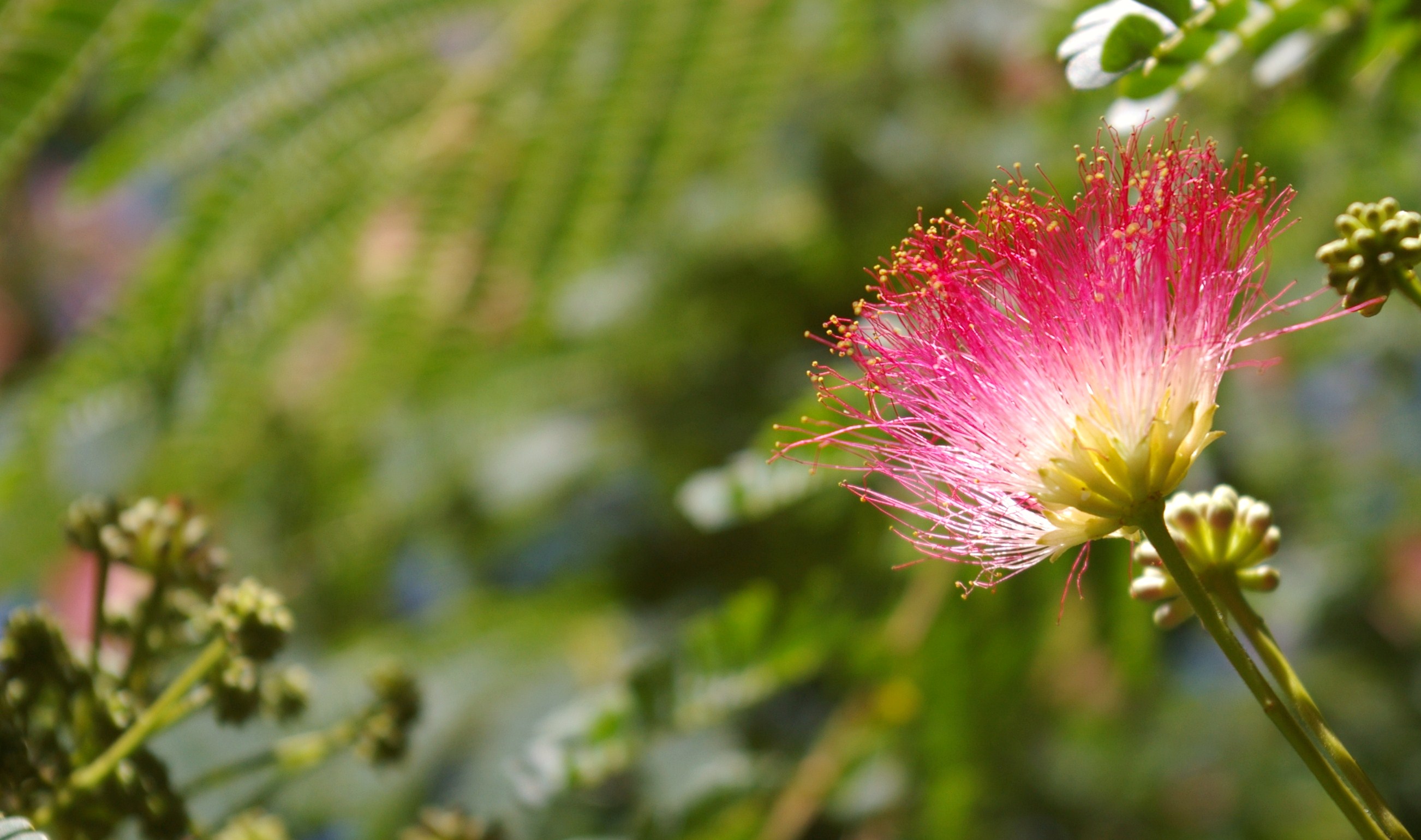 Wallpapers Nature Flowers 