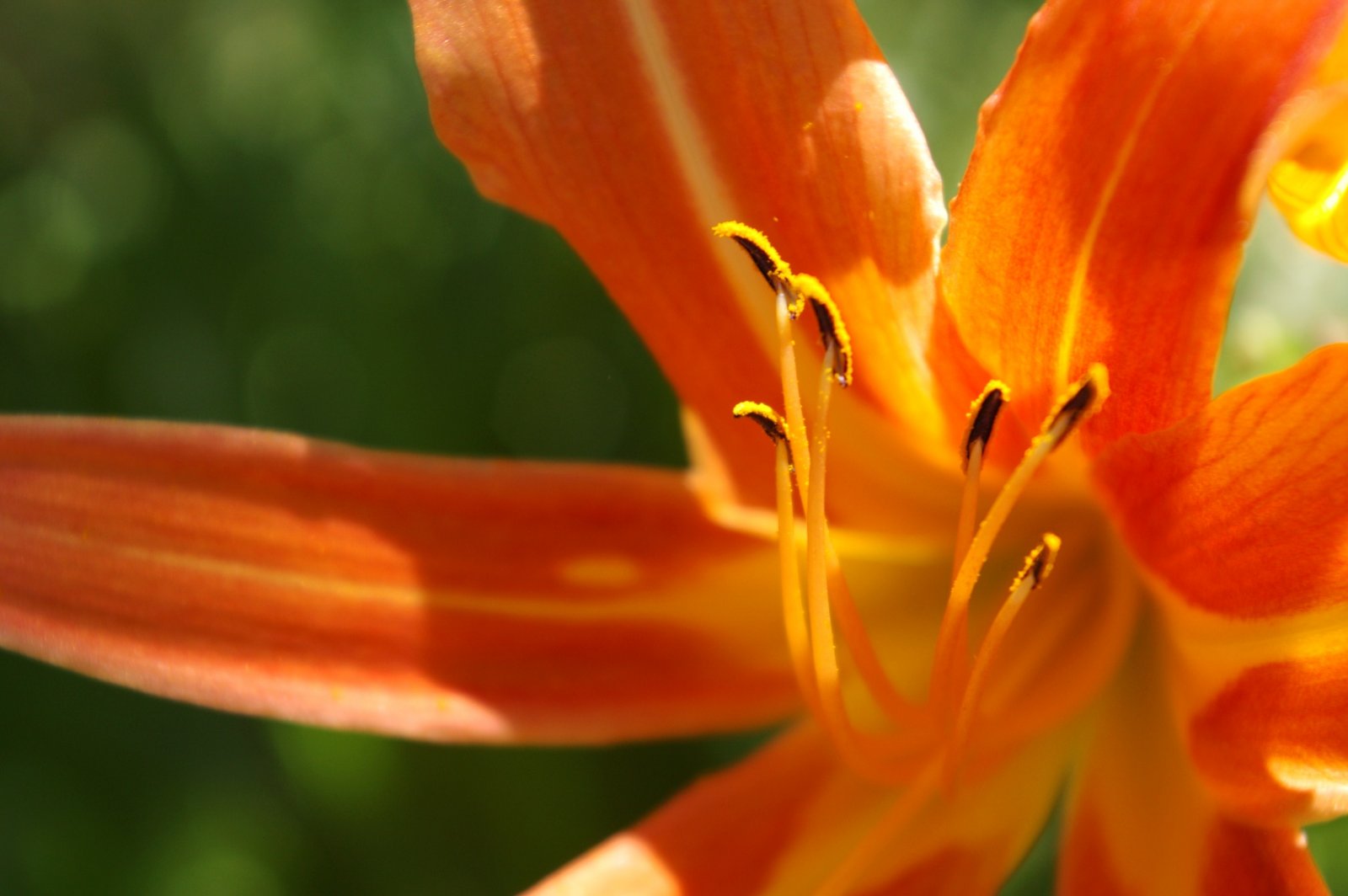 Fonds d'cran Nature Fleurs 