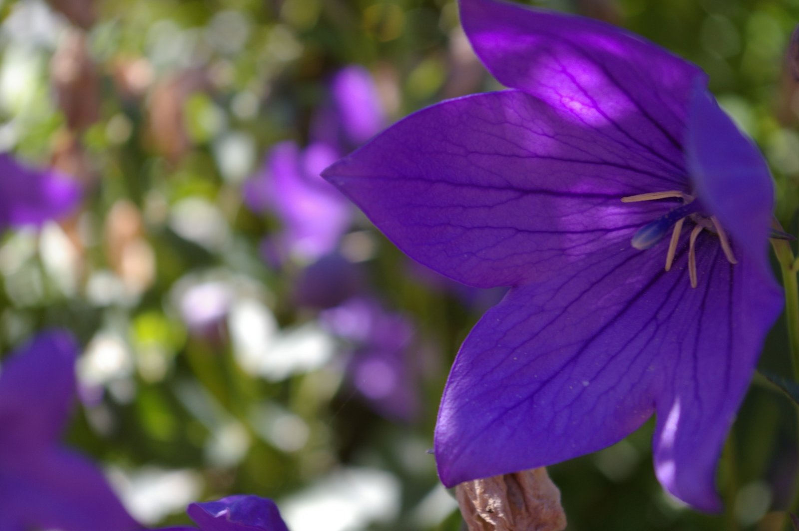 Fonds d'cran Nature Fleurs 