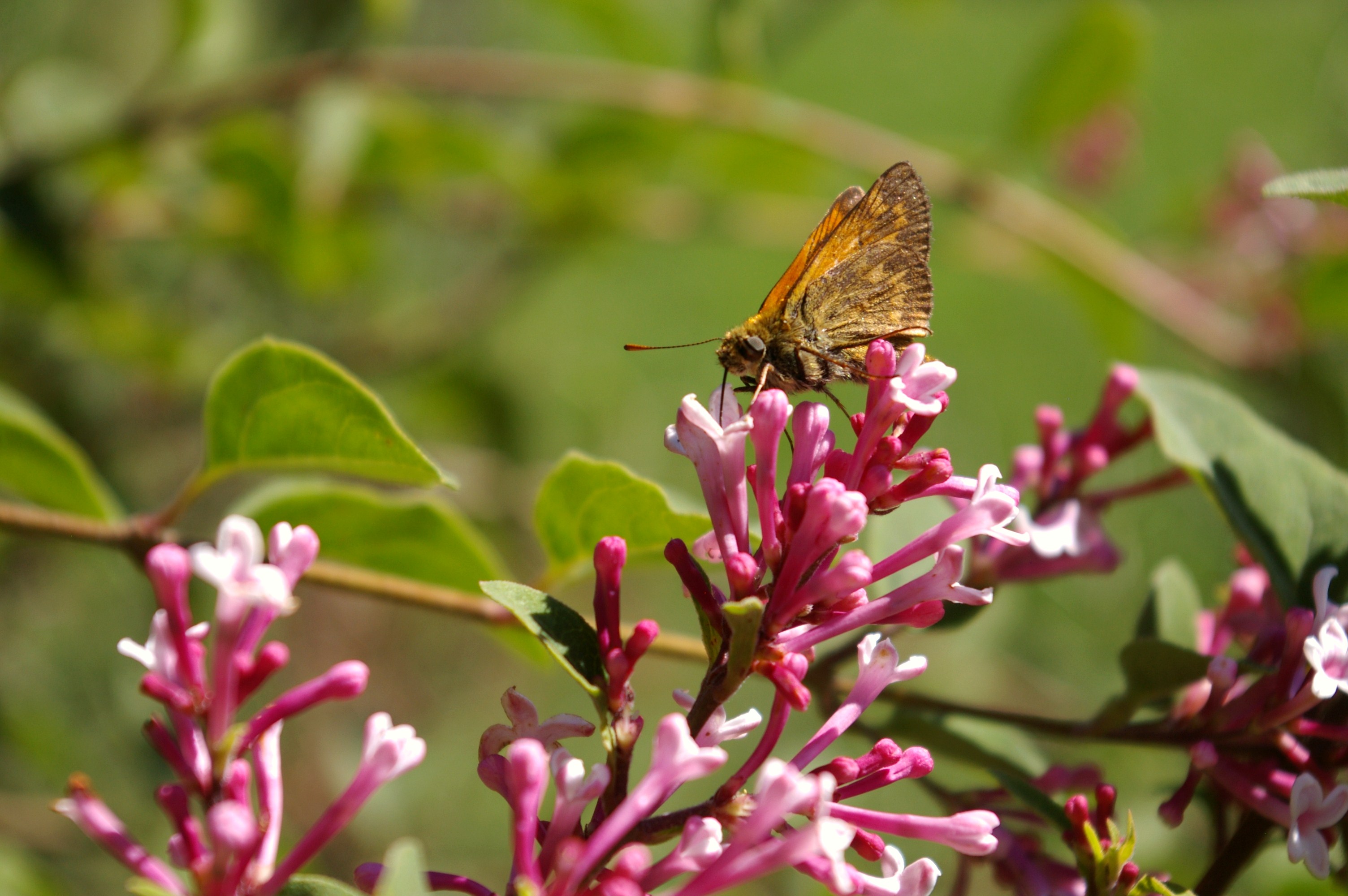 Fonds d'cran Animaux Insectes - Papillons 