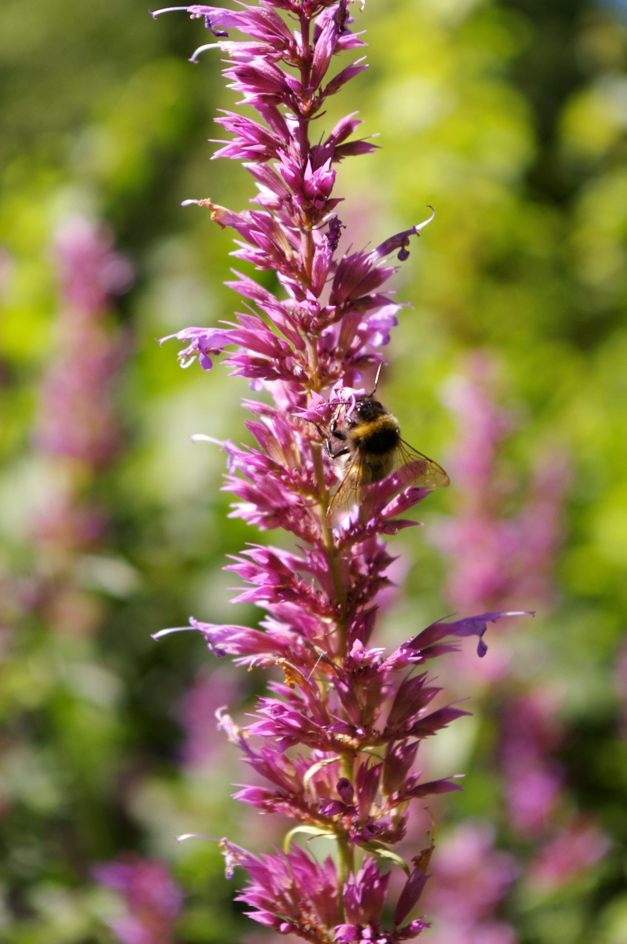 Fonds d'cran Nature Fleurs 