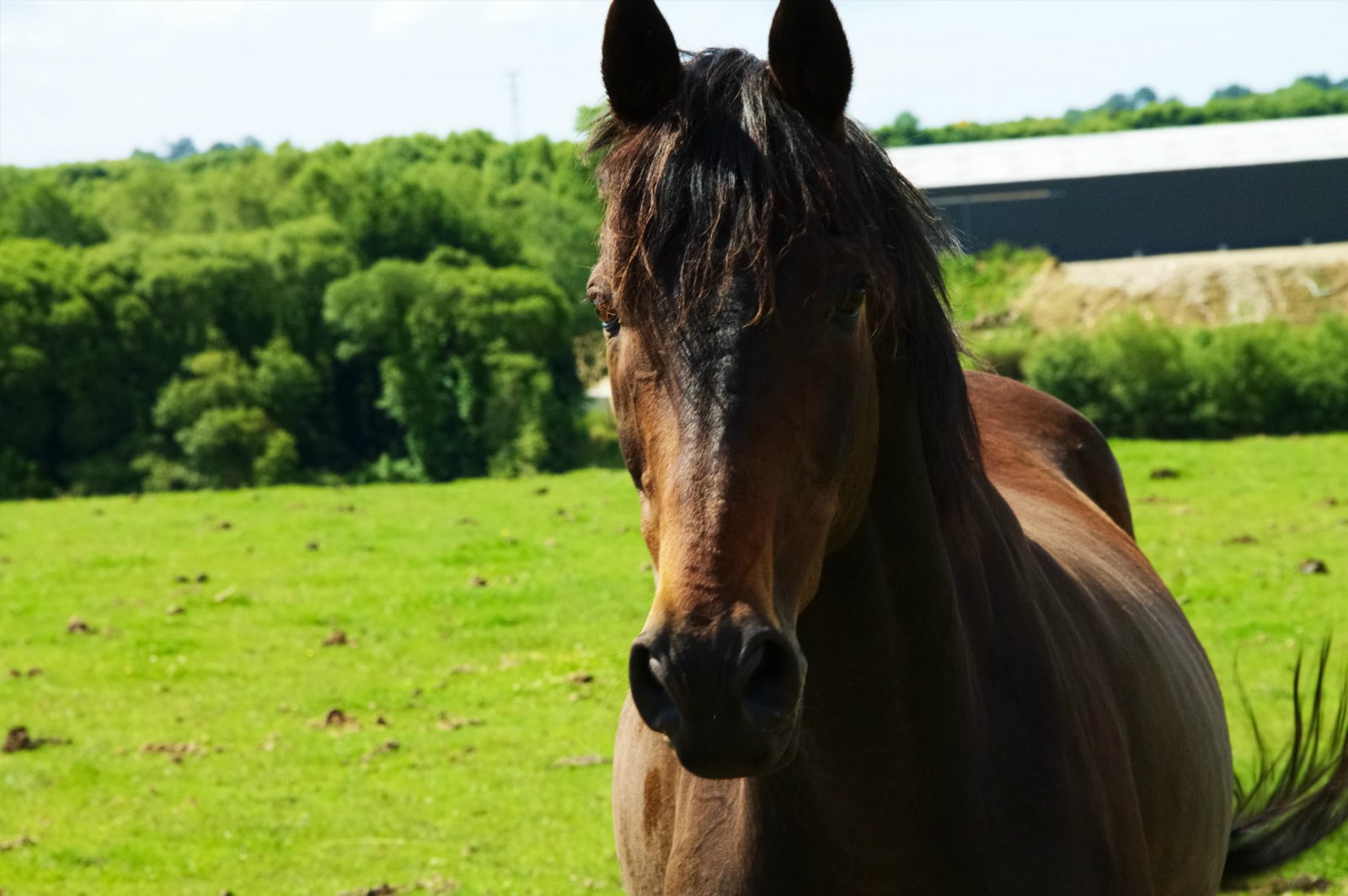 Fonds d'cran Animaux Chevaux portrait des chevaux