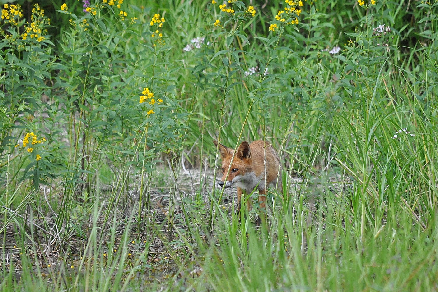 Wallpapers Animals Foxes Renard en chasse ... 