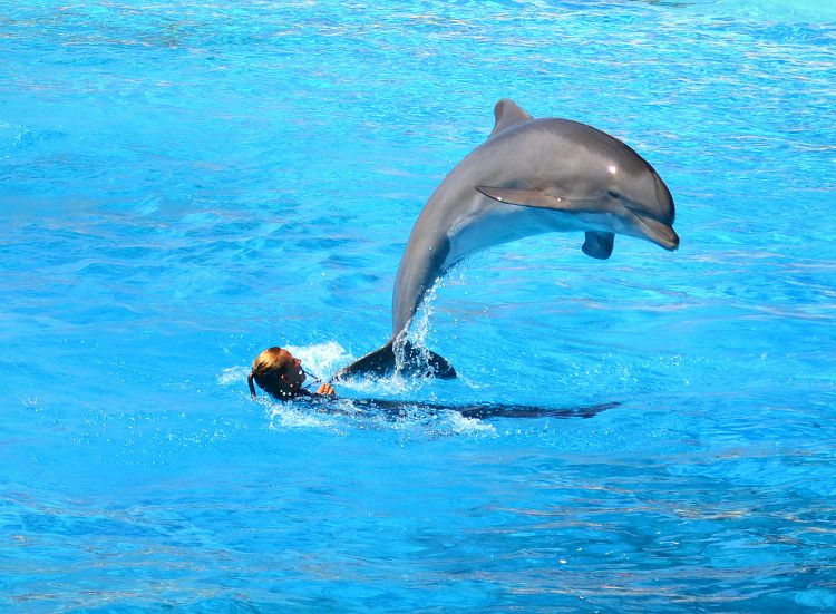 Fonds d'cran Animaux Vie marine - Dauphins Wallpaper N309076