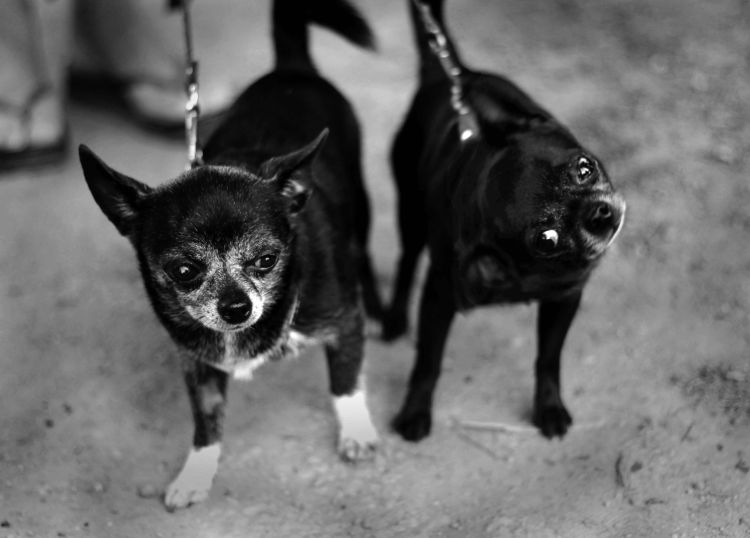 Fonds d'cran Animaux Chiens les ptits vieux