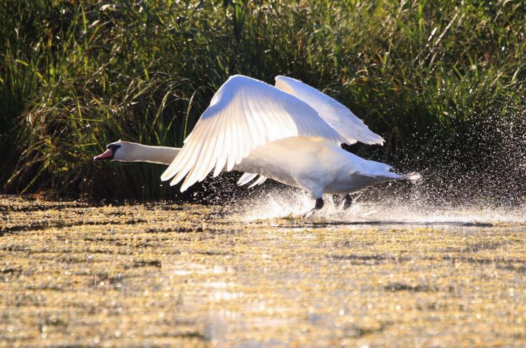 Wallpapers Animals Birds - Swans Wallpaper N309163