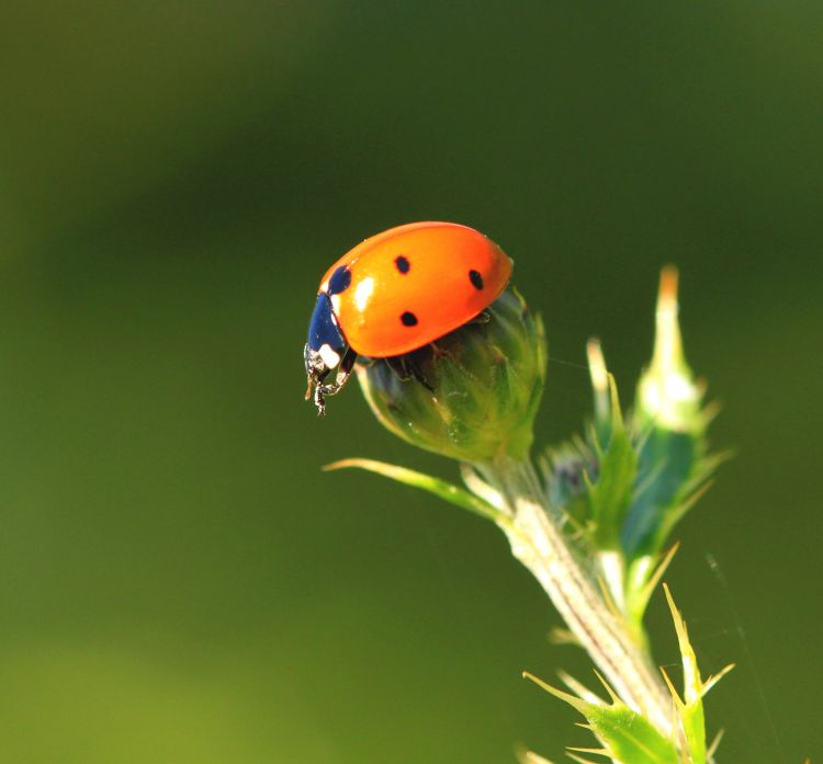 Fonds d'cran Animaux Insectes - Coccinelles Wallpaper N309165