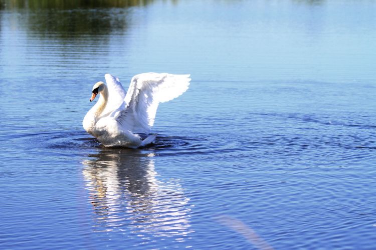 Wallpapers Animals Birds - Swans Wallpaper N309168