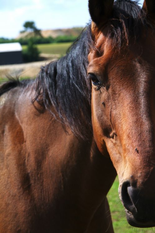 Wallpapers Animals Horses portrait des chevaux