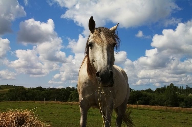 Wallpapers Animals Horses portrait des chevaux