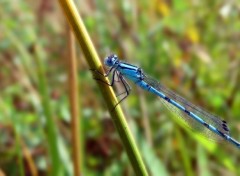  Animaux Libellule