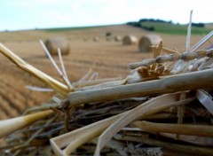  Nature Ballots de Paille