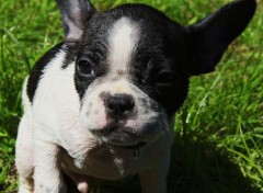  Animaux haiti petite fripouille