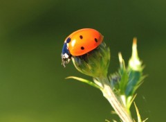  Animaux Image sans titre N309165