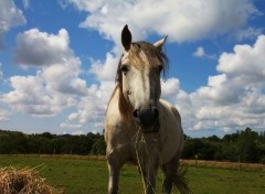  Animals portrait des chevaux