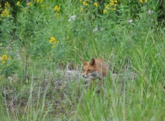  Animaux Renard en chasse ... 