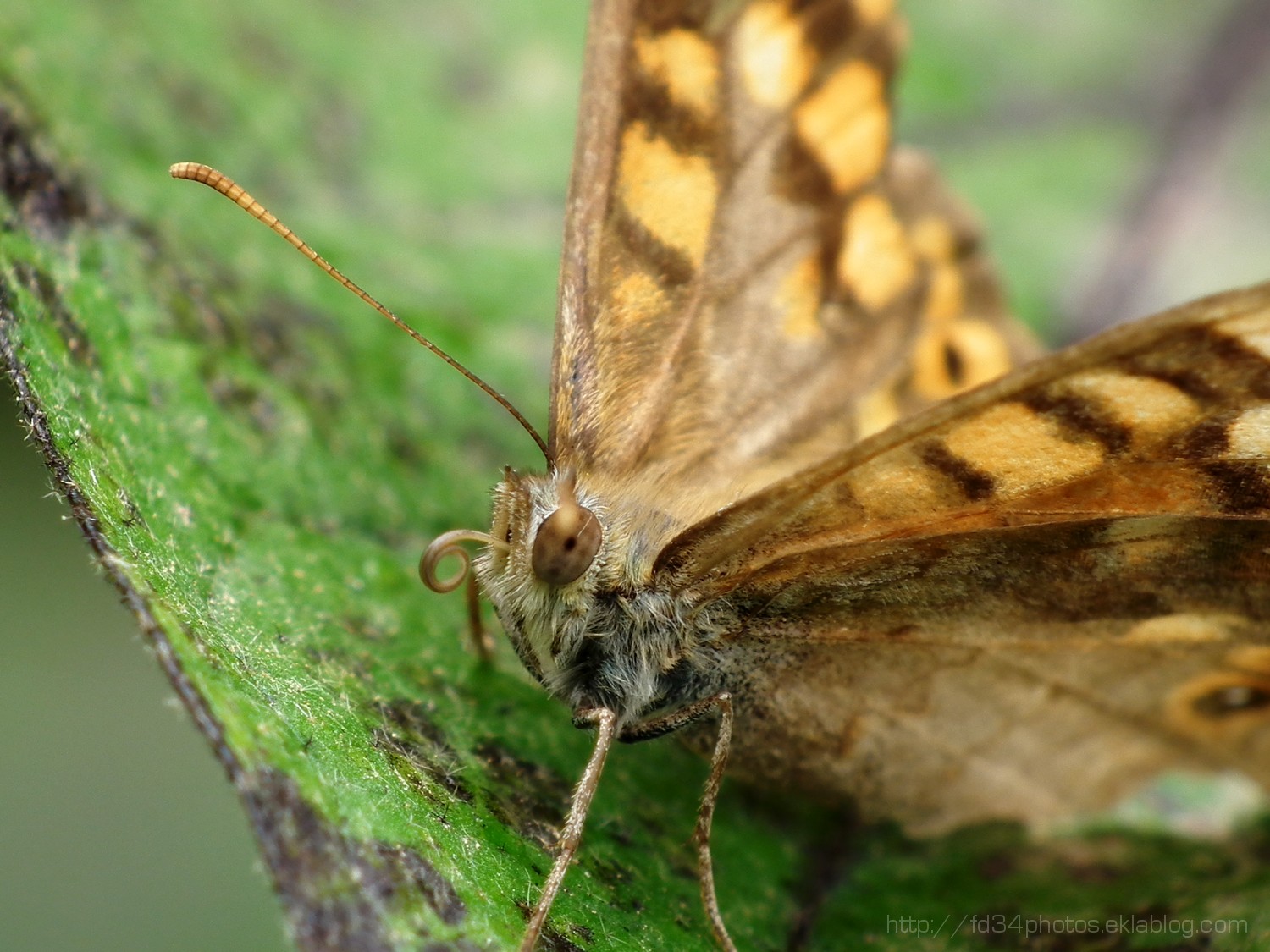 Wallpapers Animals Insects - Butterflies Le Tircis