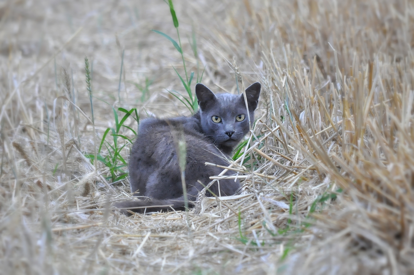 Fonds d'cran Animaux Chats - Chatons Chat 