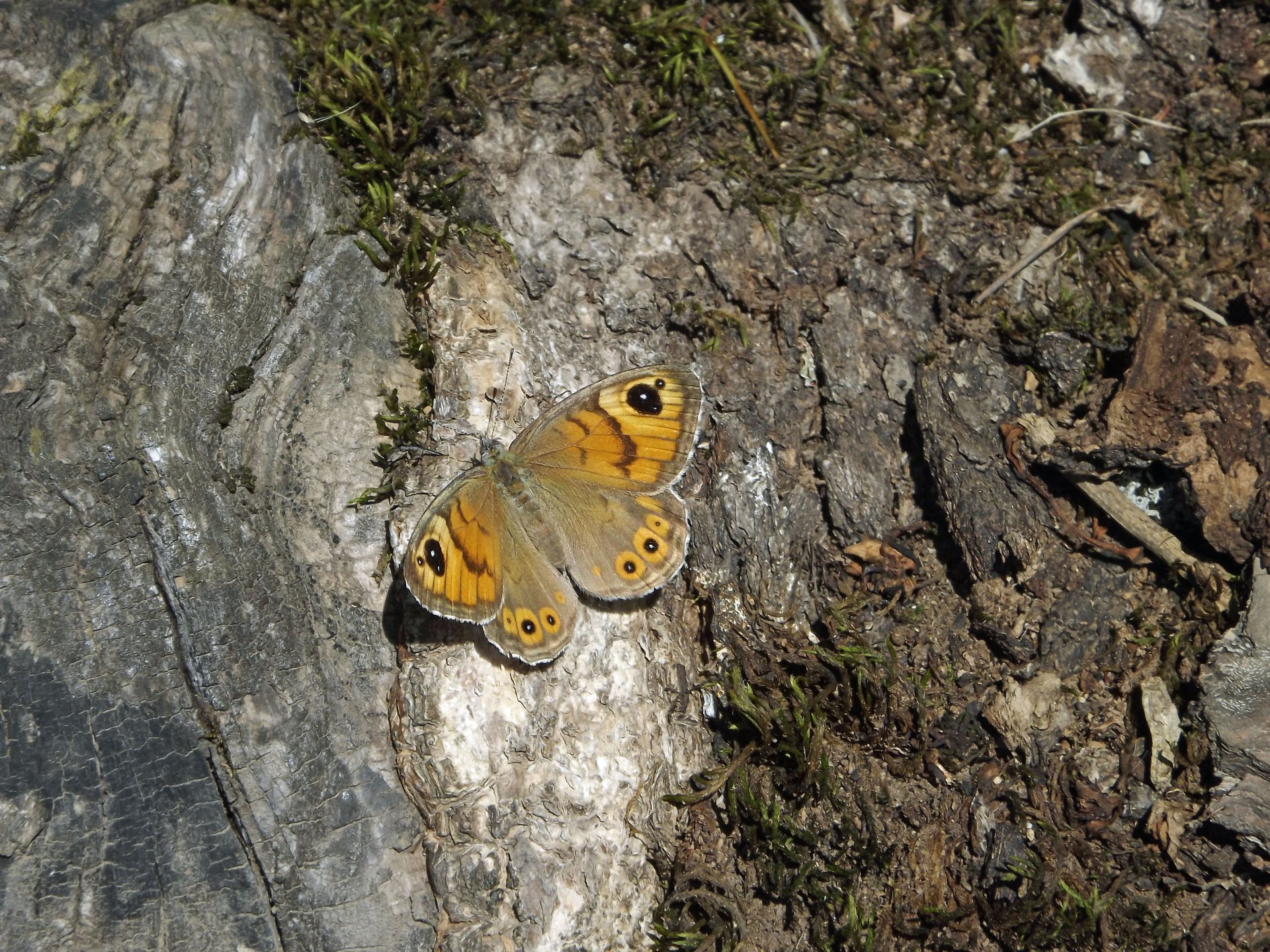 Fonds d'cran Animaux Insectes - Papillons papillon