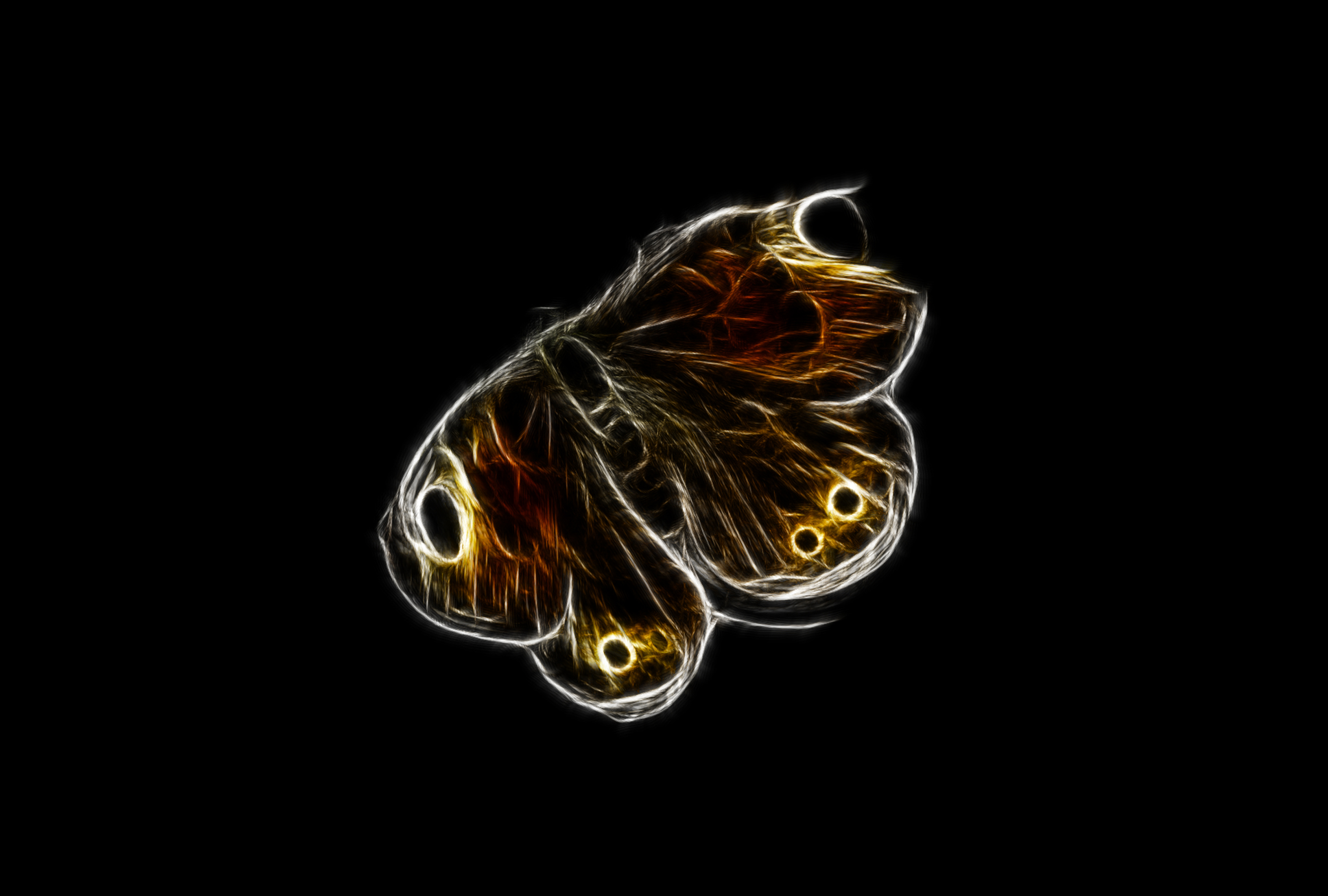 Wallpapers Digital Art Animals papillon