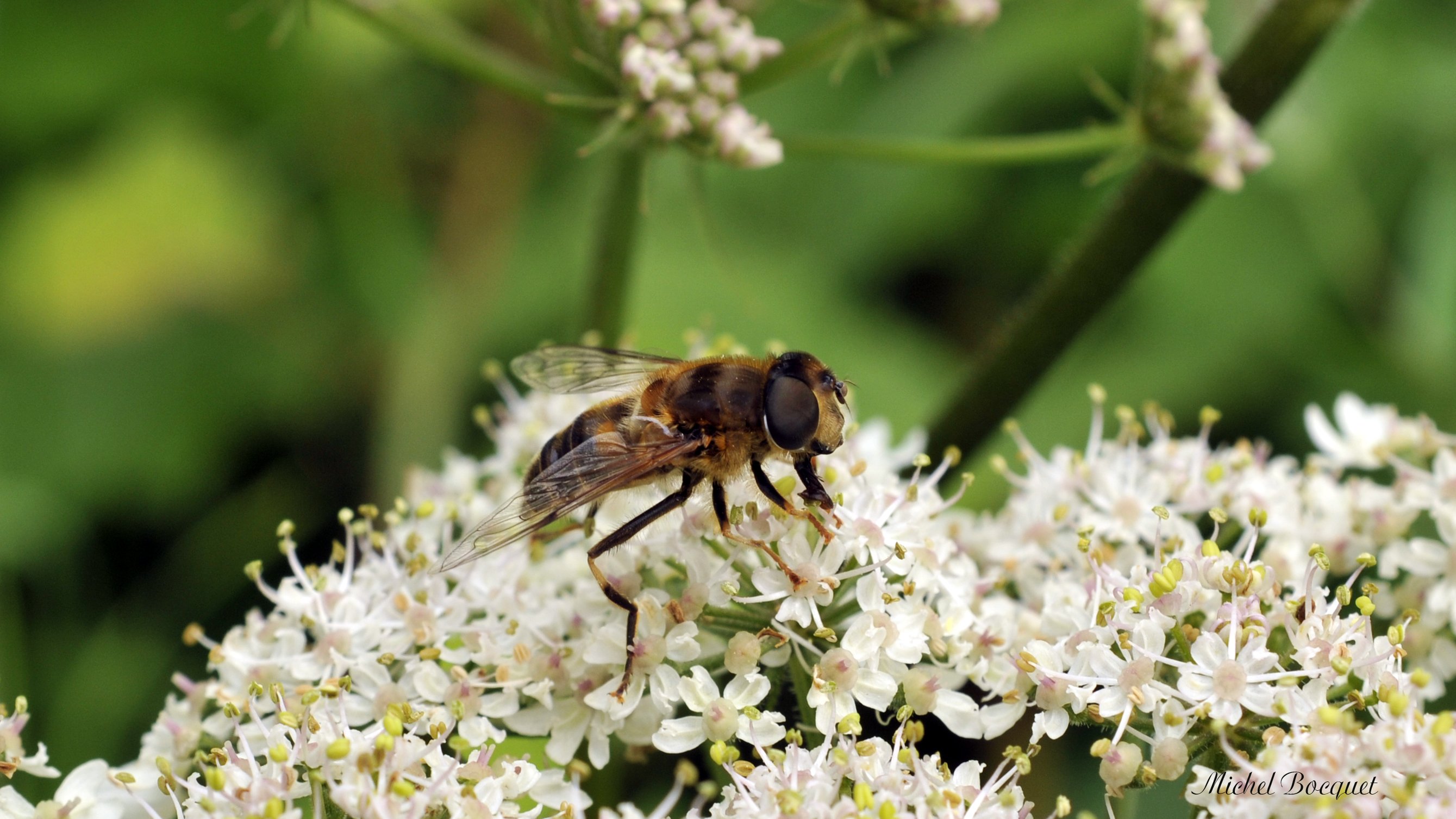 Fonds d'cran Animaux Insectes - Abeilles Guêpes ... Abeille butinant