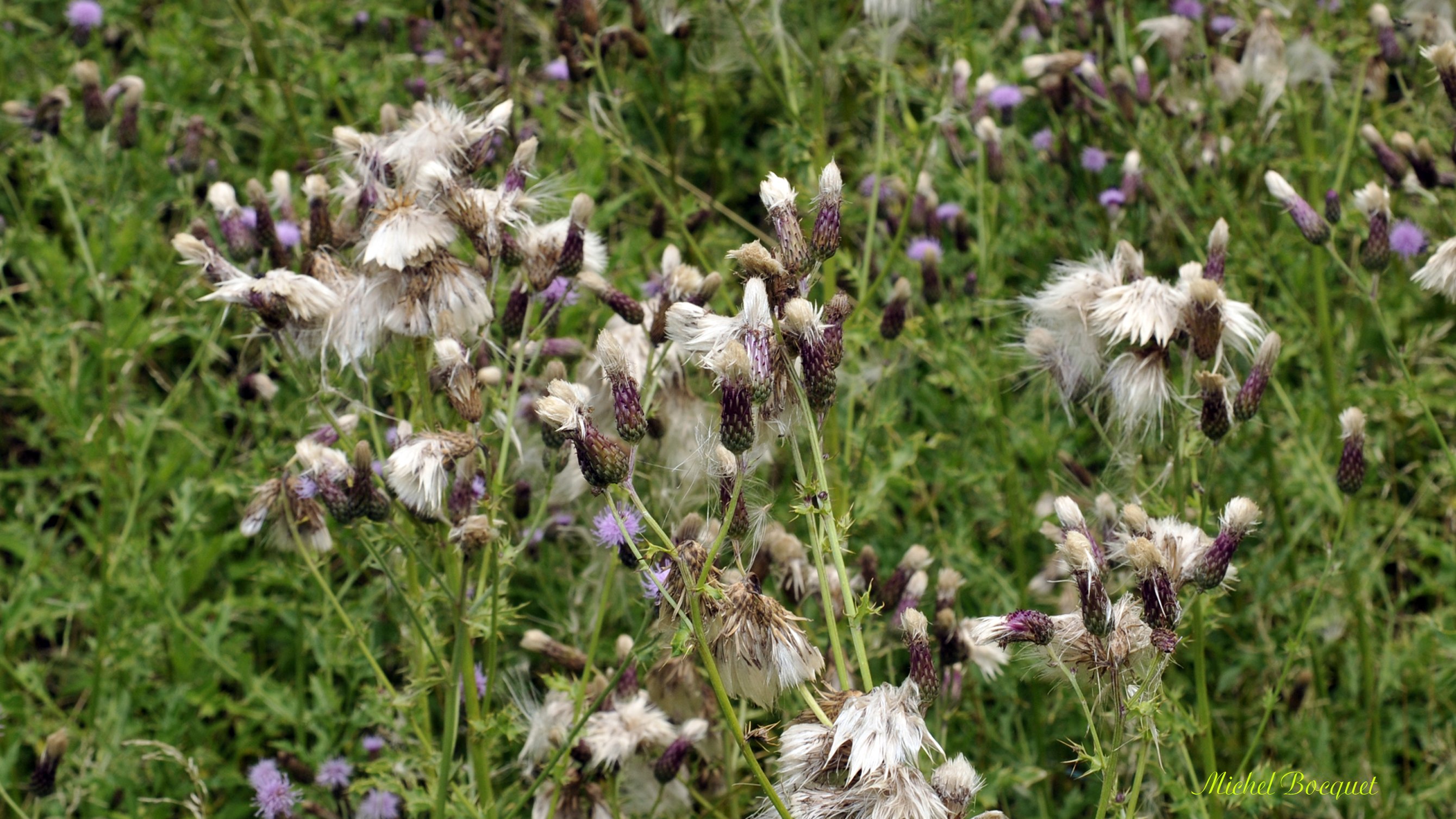 Fonds d'cran Nature Fleurs Eclosion