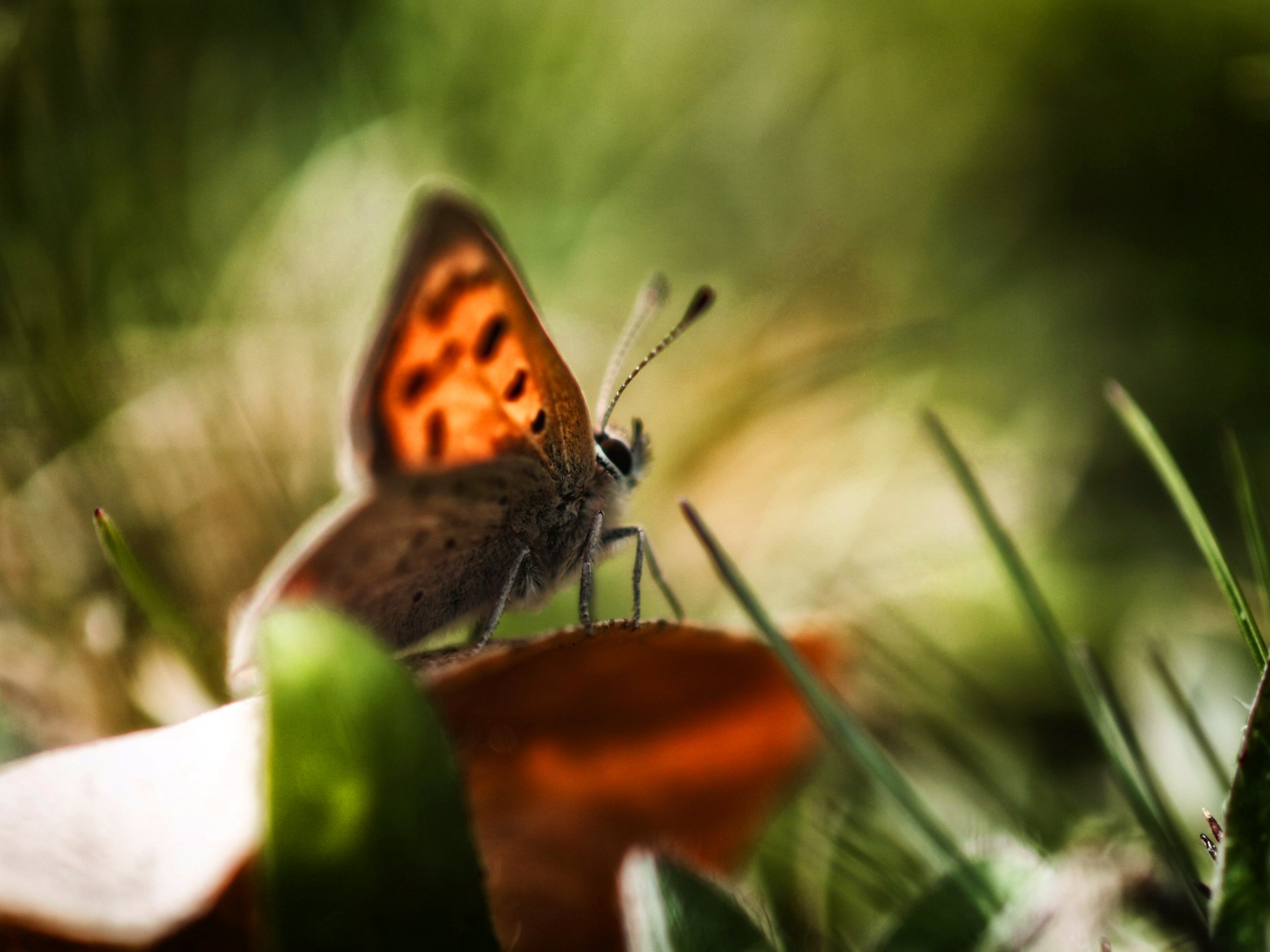 Fonds d'cran Animaux Insectes - Papillons 