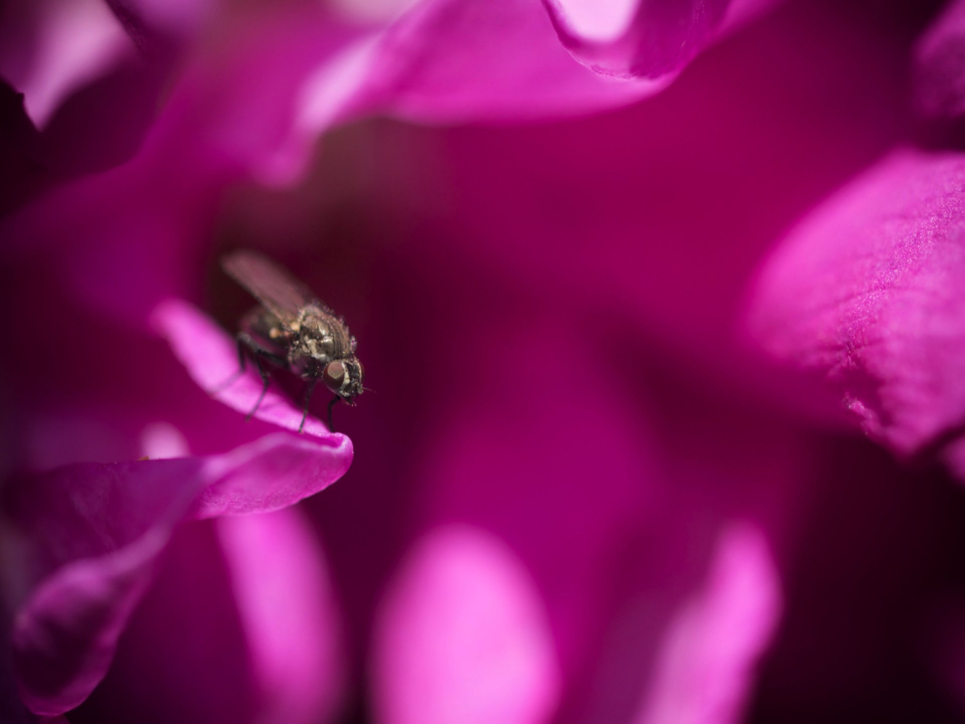 Fonds d'cran Animaux Insectes - Mouches 