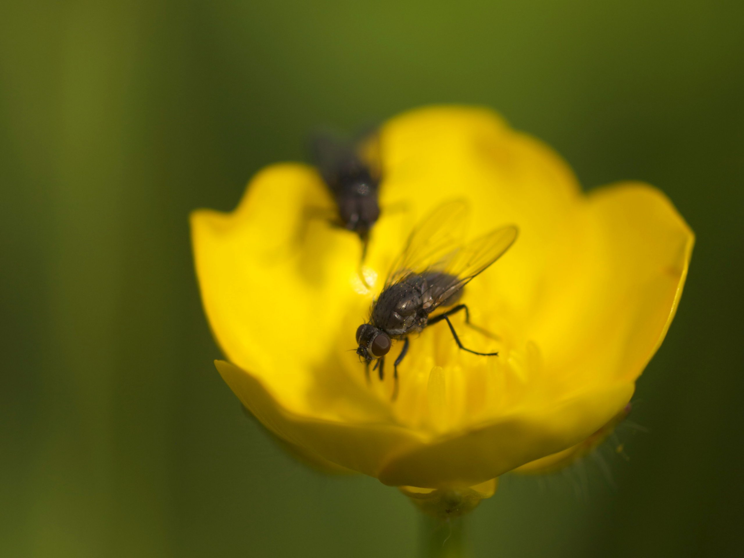 Fonds d'cran Animaux Insectes - Mouches 