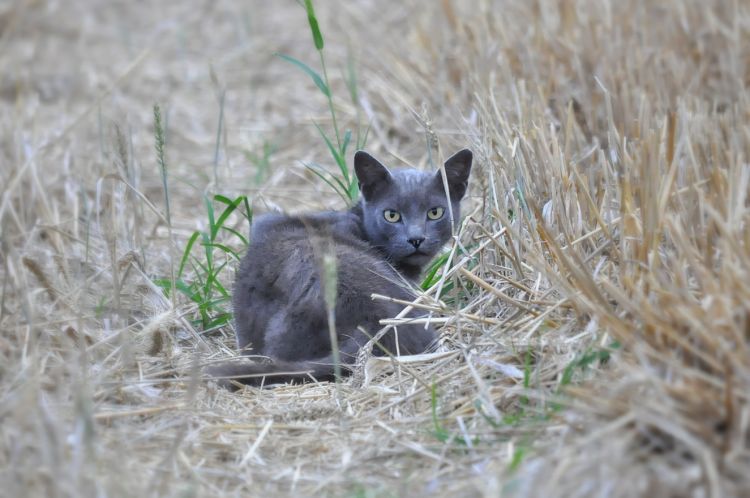 Fonds d'cran Animaux Chats - Chatons Chat 