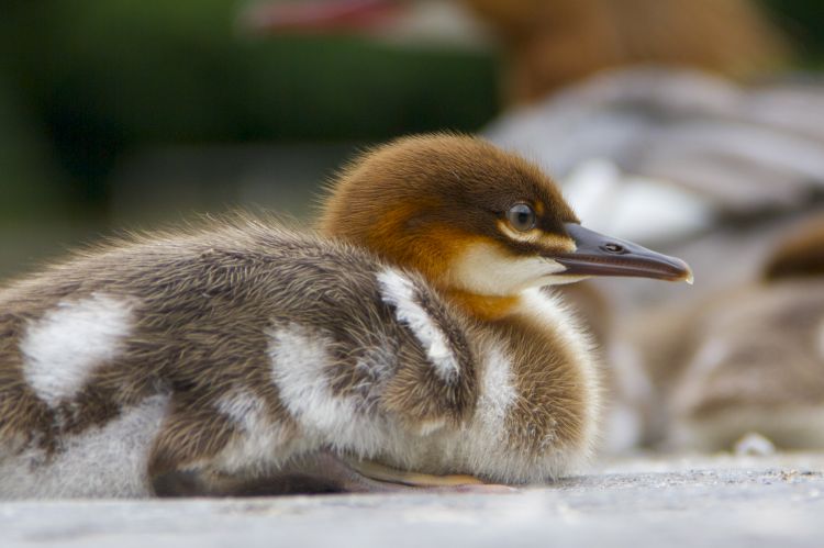 Fonds d'cran Animaux Oiseaux - Divers Petit deviendra grand 