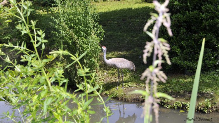 Fonds d'cran Animaux Oiseaux - Ibis Un gros oiseau !