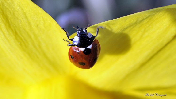 Wallpapers Animals Insects - Ladybugs Une coccinelle sur une jonquille