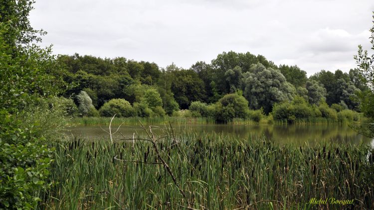 Fonds d'cran Nature Arbres - Forts Un petit lac dans la verdure