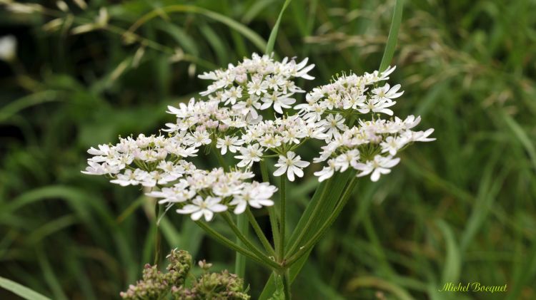 Fonds d'cran Nature Fleurs Fleurs blanches