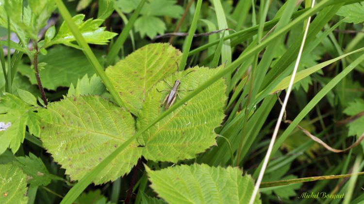 Fonds d'cran Animaux Insectes - Sauterelles et Criquets Sauterelle