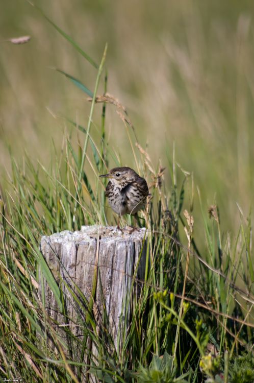 Fonds d'cran Animaux Oiseaux - Moineaux Moineau