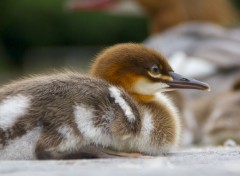  Animaux Petit deviendra grand 