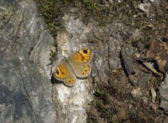  Animaux papillon