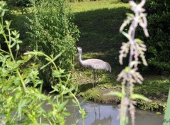  Animals Un gros oiseau !