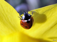  Animaux Une coccinelle sur une jonquille