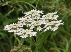  Nature Fleurs blanches